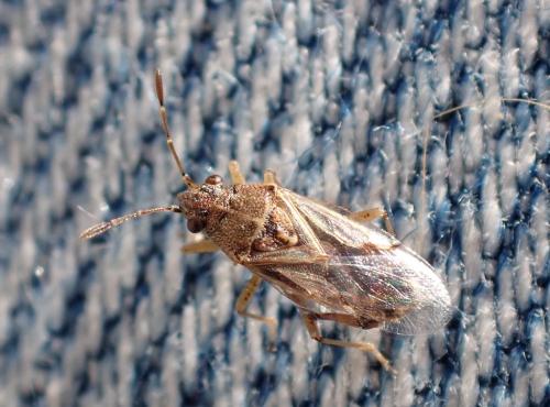 Réf. 323 866 : Nysius sp.